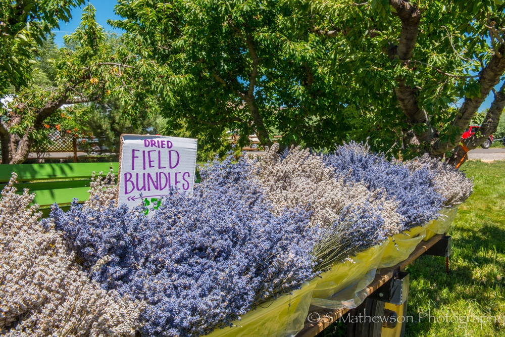 Western Colorado Lavender Festival in Palisade Grand Junction Homes